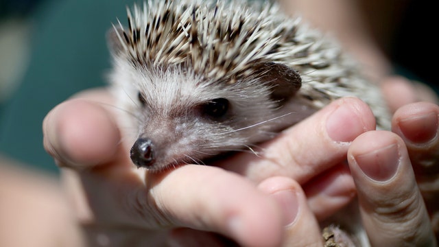 Pet hedgehogs possible cause of recent salmonella outbreak, says CDC