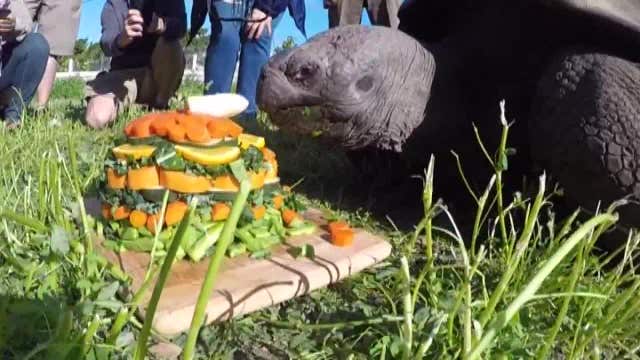 Giant Galapagos tortoise celebrates 53rd birthday