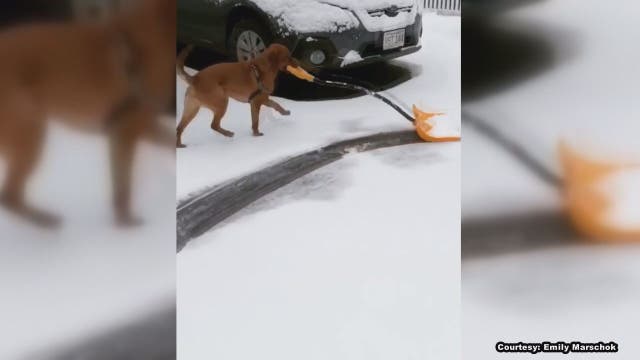 Very good dog lends owner helping paw, shovels snowfall