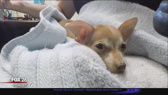 Canine distemper cases on the rise in Harris County shelter, fosters desperately needed