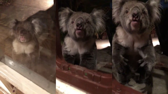 Grumpy koala knocks on back door