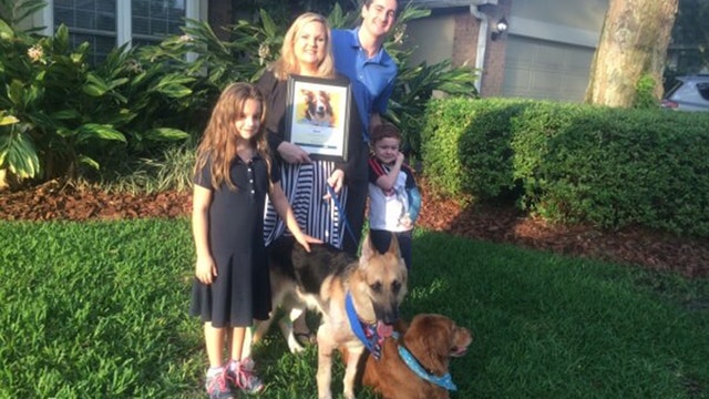 Dog bitten by rattlesnake while protecting little girl receives award for bravery