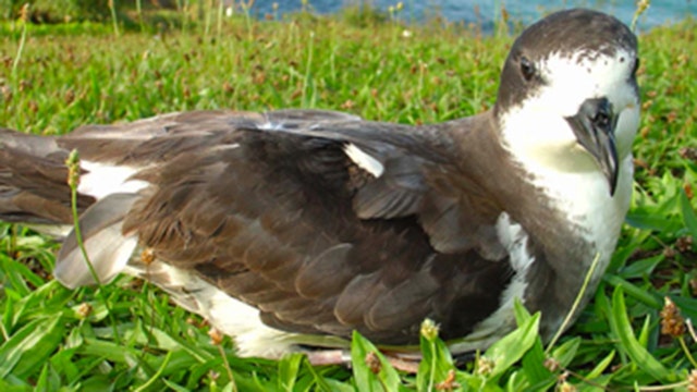 U.S. Air Force station to lower lights to help threatened seabirds in Hawaii