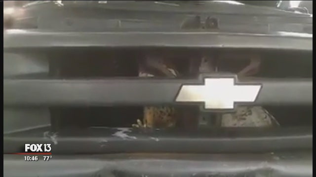 WATCH: Rescuer frees hawk wedged in grill of truck