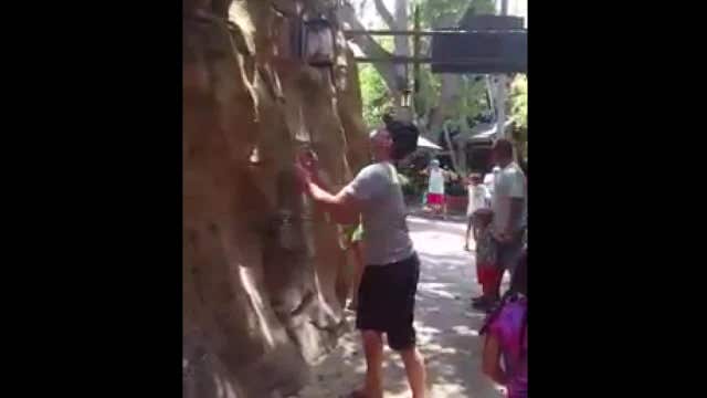 WATCH: Hero catches ducklings falling from wall at Busch Gardens