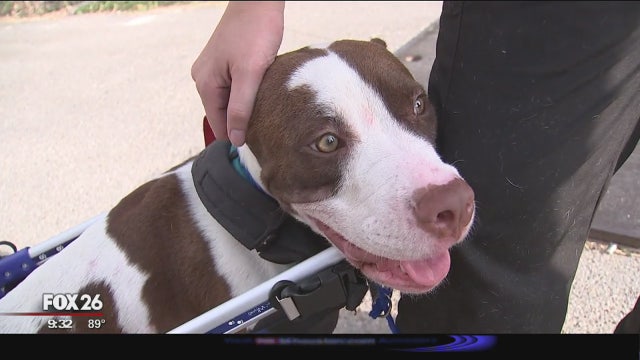 Hope's plight shows how much BARC has changed