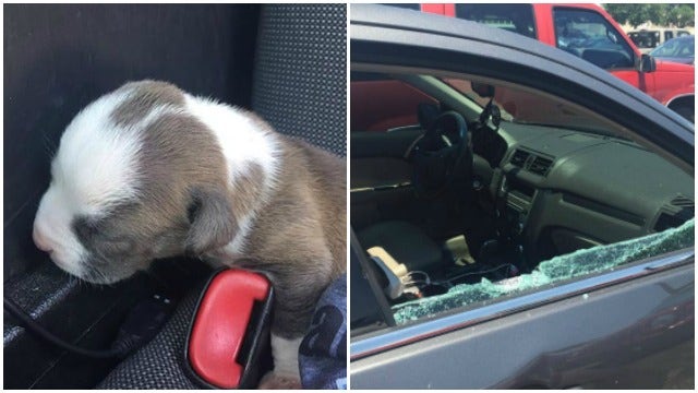 Police willing to break your car windows to save hot pets in cars