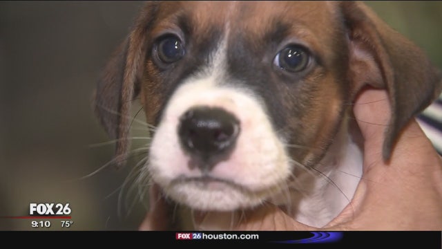 Houston Humane Society desperately needs food donations