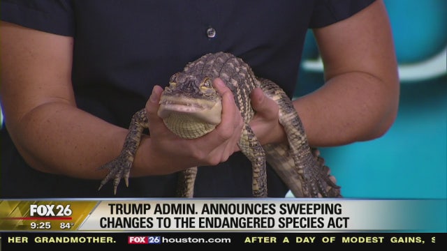 Houston Zoo's mission to save endangered species