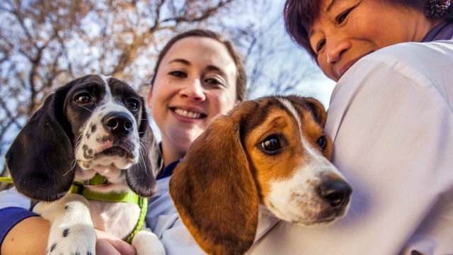 7 half-pound mutts become world's first test-tube puppies