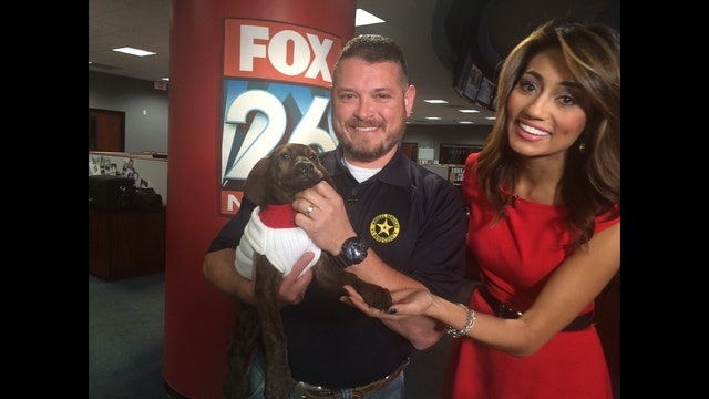 Cute Alert: Meet Holly, the Lab up who needs home for holidays!