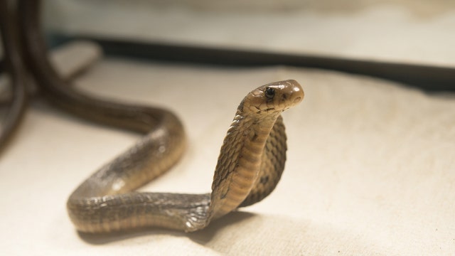 Deadly cobra found on ship at New Jersey port
