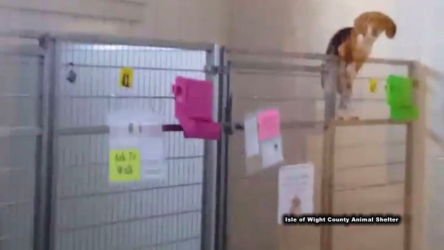 Isle of Wight County Animal Shelter video captures beagle climbing kennel