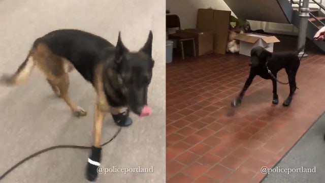 Maine police dogs awkwardly adjust to new winter boots