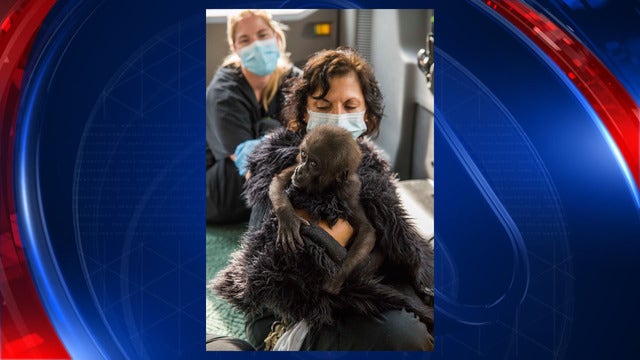 Baby gorilla "Kamari" dies at Busch Gardens