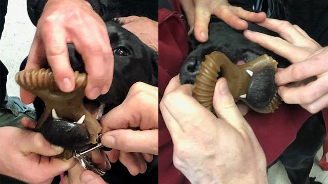 Dog gets Benebone chew toy stuck in mouth