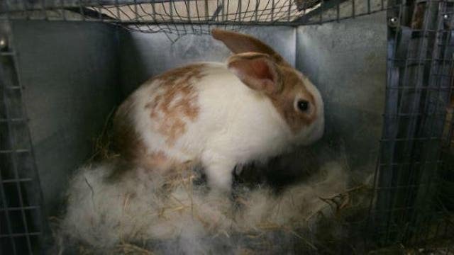 California closer to banning cosmetics testing on animals