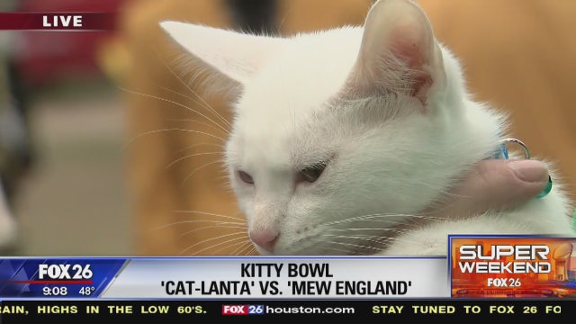 Featured Kitten Bowl players adopted after appearing on FOX 26 News