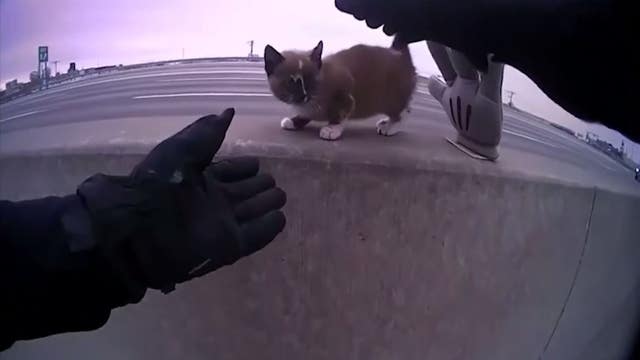 Police officer rescues kitten from interstate