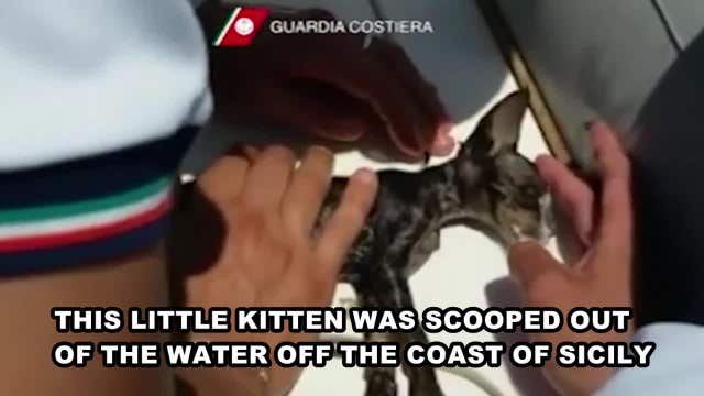 Italian sailor uses mouth-to-mouth to revive kitten