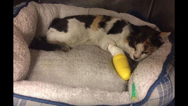 Cat suffering from burnt paws, found in rubble, reunited with owner