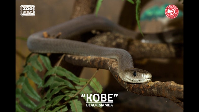 Zoo Atlanta to Name Snake "Kobe" in Tribute to Lakers Great