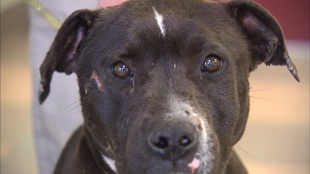Dog thrown from car recovering at Atlanta animal shelter