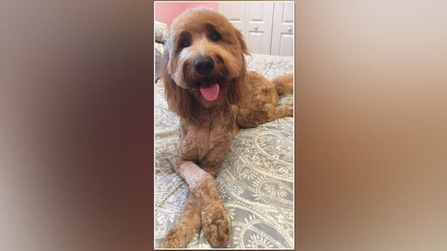Pup named 'Lola' lost after running after car accident