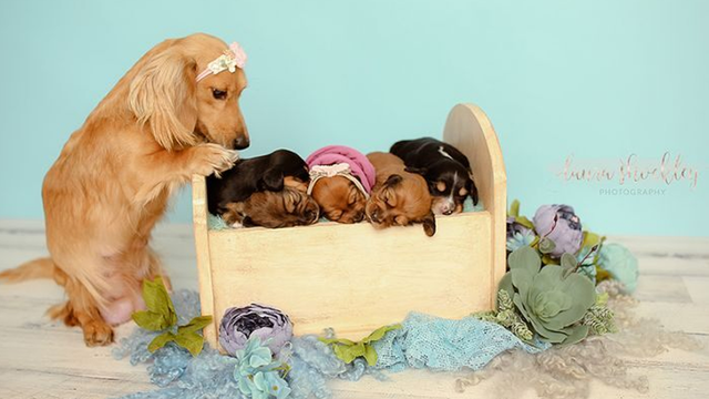 Photographer captures dog and newborn puppies in 'pawsitively' precious photoshoot