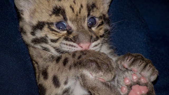 WATCH: Tiny clouded leopard napping is adorable