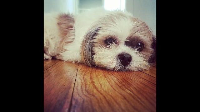 Expert: Your smartphone obsession is depressing your dog