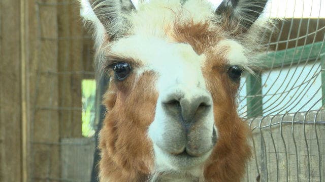 Llama killer sentenced to 6-17 months jail