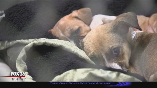Local shelter using aroma therapy and reading to calm stressed out dogs