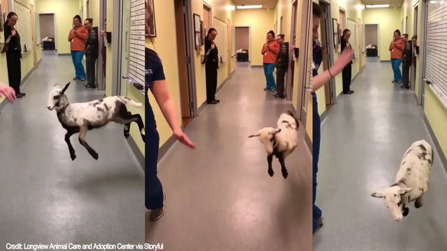 Animal care technician busts a move with lively lamb at Texas shelter