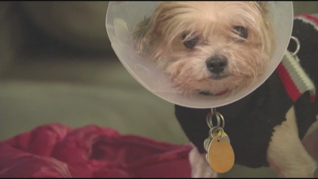 Lost for 3 years, dog found 200 miles from home in Romulus