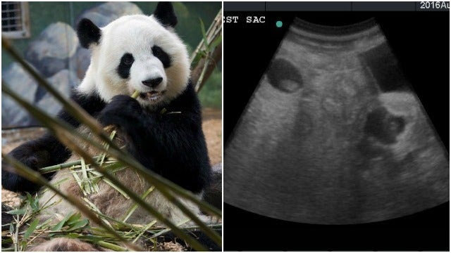 Lun Lun, Zoo Atlanta's giant panda, expecting twins