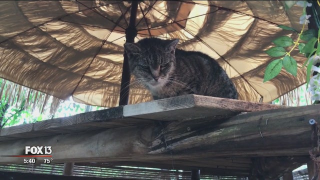 Senior kitties relax through their golden years at Cat's Cradle in Lutz