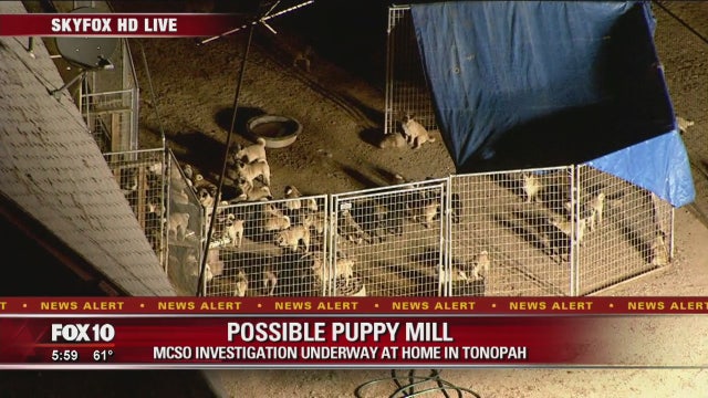 MCSO investigating alleged puppy mill in Tonopah