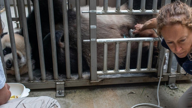 National Zoo Giant Panda habitat closed, mother Mei Xiang exhibiting possible pregnancy signs