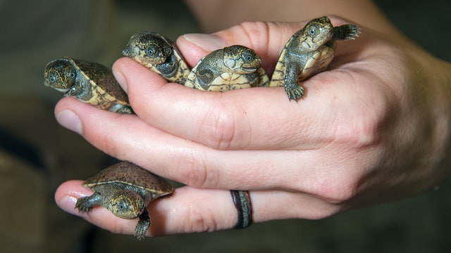 Endangered turtles hatch at Houston Zoo