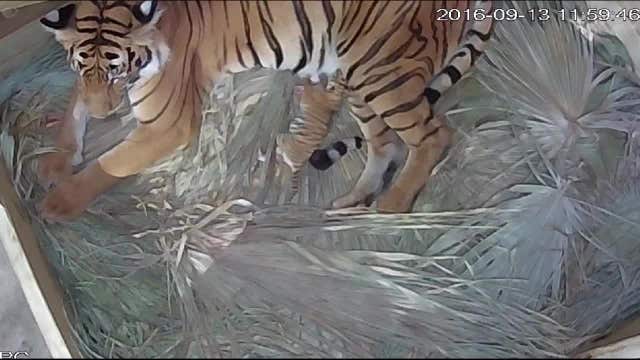 Lowry Park Zoo welcomes Malayan tiger cub