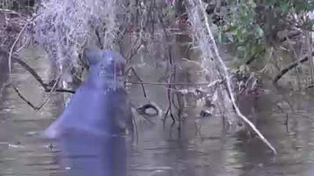 Rare glimpse of manatee reaching up for snack