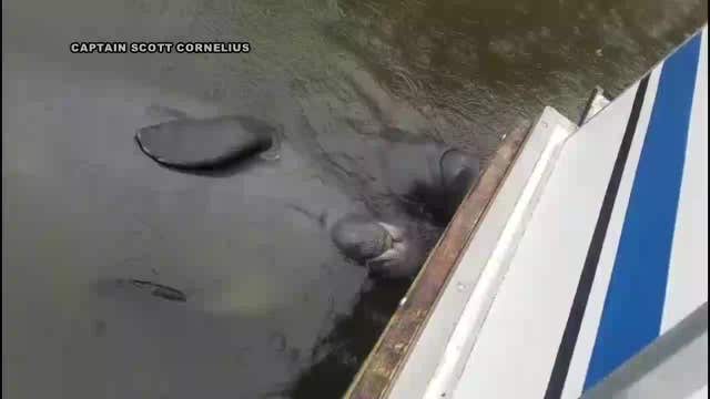 Manatees enjoy rainy Florida day on the river