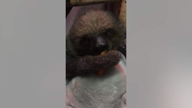 Memphis Zoo sloth makes snacking look extra cute