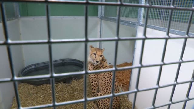 Miami zoo animals moved to specially made shelter