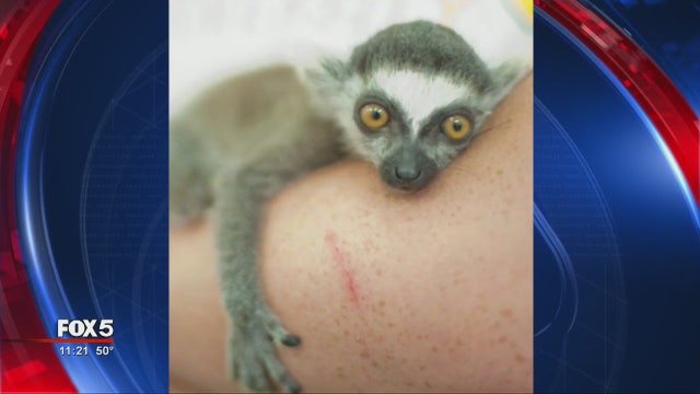Pet Lemur Stolen from Family