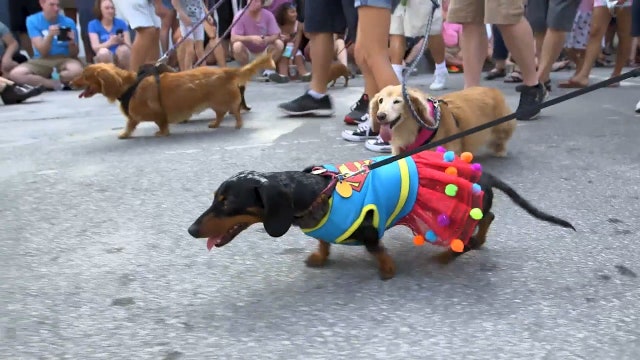 Annual dachshund parade kicked off NYE celebrations in Key West