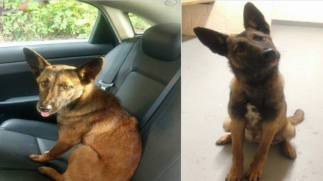 Police: Dog on highway didn't want to leave dead dog's side