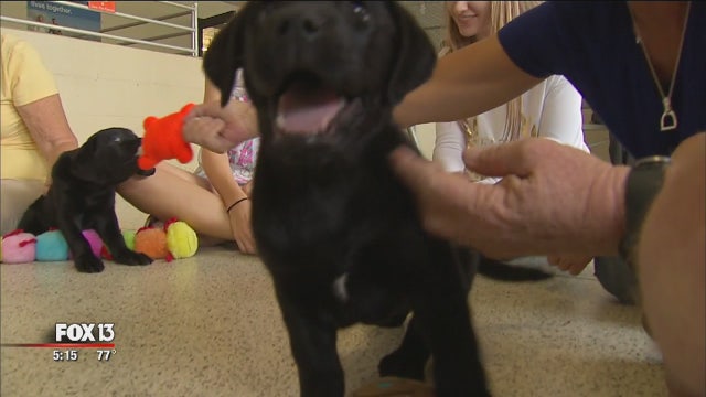 Needed: people to hug and play with puppies