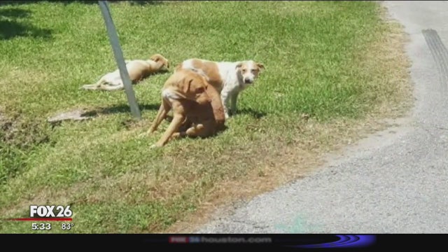 Neighborhood terrorized by pack of wild dogs